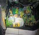 Cinco personas detenidas tras localizar laboratorio de marihuana