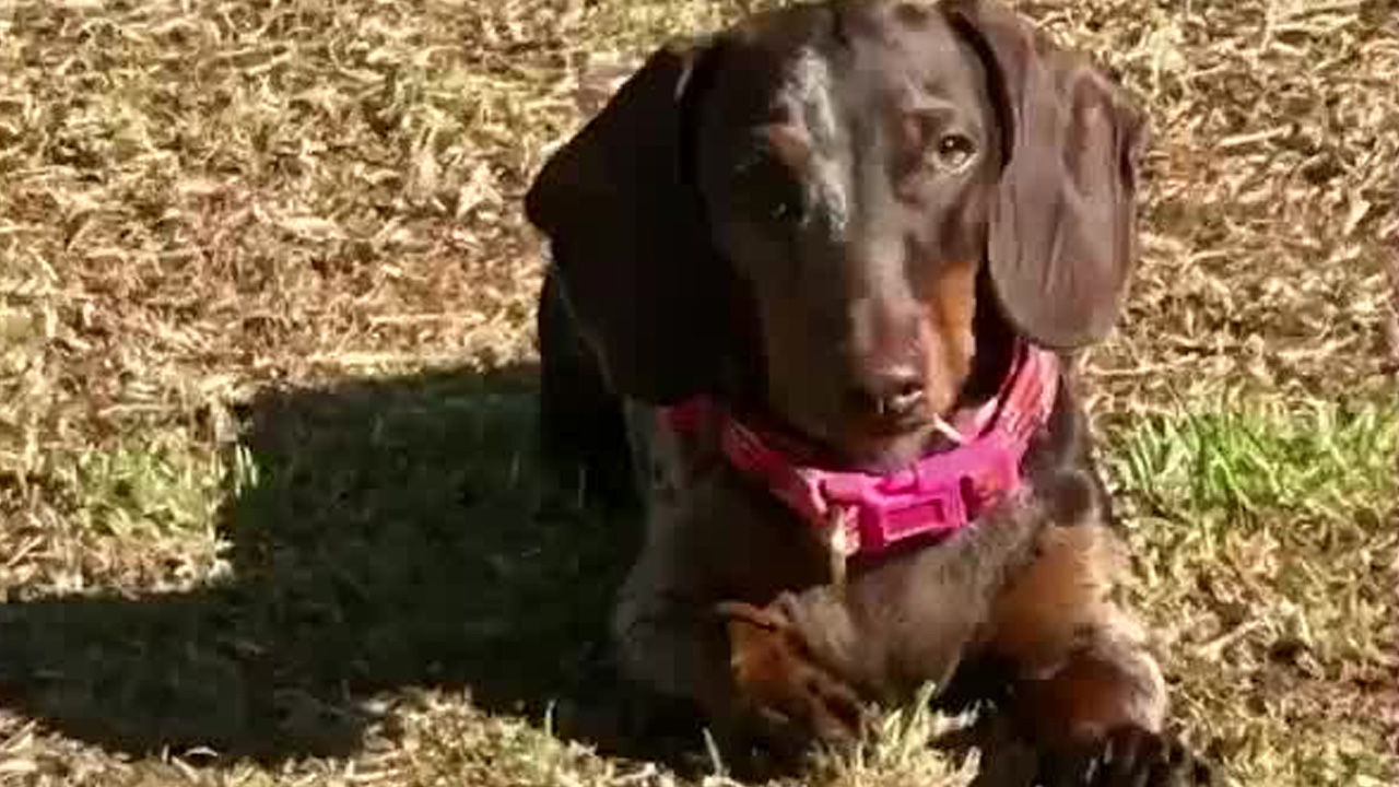 Familia busca perrita salchicha en Bahía Ballena