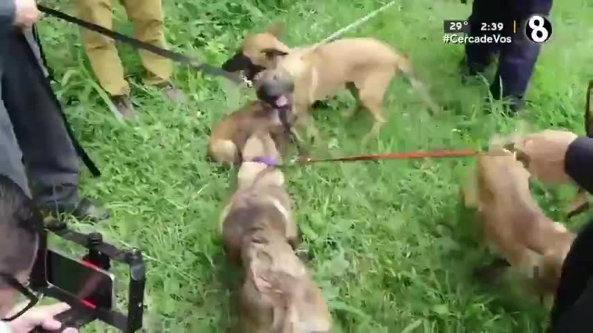Cuatro cachorros inician entrenamiento policial | VIDEO
