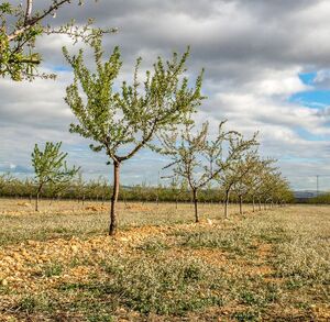 El déficit de lluvias alcanza hasta un 43% en el Pacífico Norte.