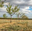 El déficit de lluvias alcanza hasta un 43% en el Pacífico Norte.